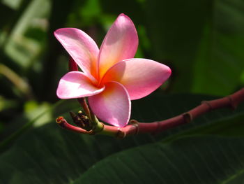 Close-up of pink flower