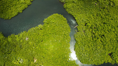 River in tropical mangrove green tree forest top view. mangrove jungles, trees, river. 