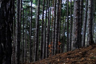 Full frame shot of bamboo trees in forest