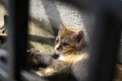 Close-up of cat looking away