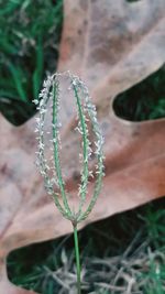 Close-up of hand holding plant