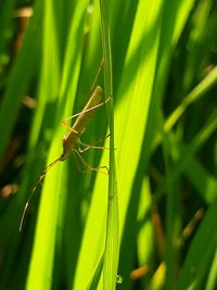 Close-up of insect on grass