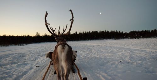 Reindeer on snow field against sky