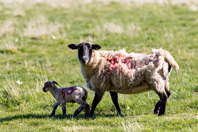 Sheep standing in a field