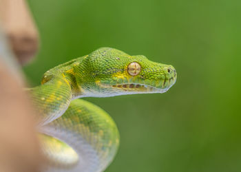 Close-up of snake