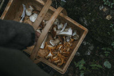 Cropped hand carrying wicker basket with edible mushrooms