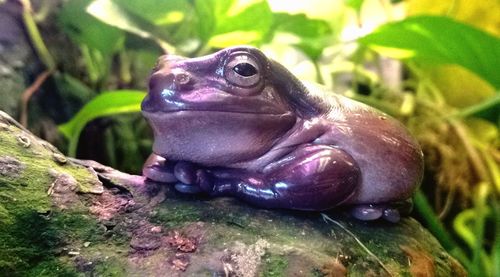 Close-up of frog