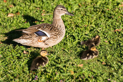 Duck with ducklings perching on land