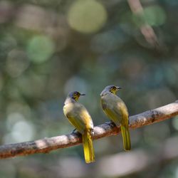 Close-up of birds perching on branch