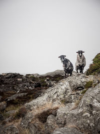 Low angle view of sheep on mountain against clear sky