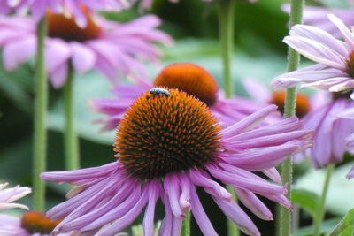 Close-up of pink flower