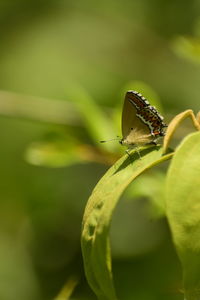 Close-up of butterfly on leaf