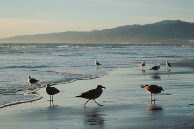 Birds on beach