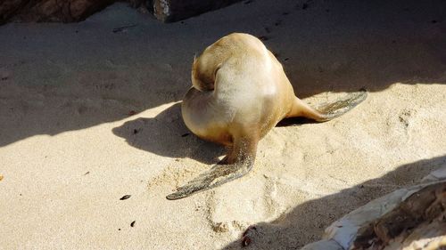 High angle view of fish on beach