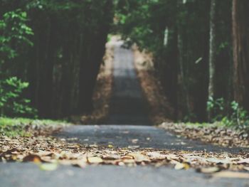 Surface level of road in forest