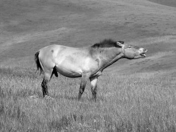 Side view of horse on field