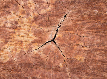 Full frame shot of tree stump