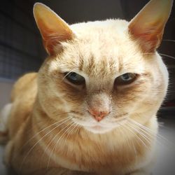 Close-up portrait of cat