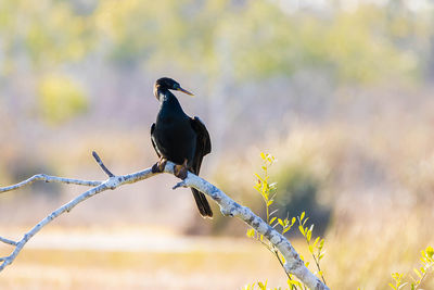 Bird perching on a branch