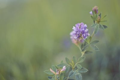 Close-up of flowers blooming outdoors