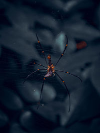 Close-up of spider on web