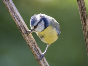 Close-up of bird perching on branch