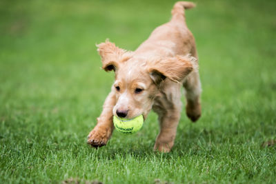 Close-up of dog on grass