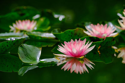 Close-up of pink flowering plants in pond