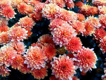 Close-up of pink flower