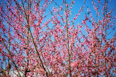 Low angle view of cherry blossoms against blue sky