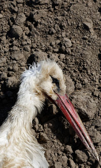 Dead body of white stork ciconia ciconia lay on the ground