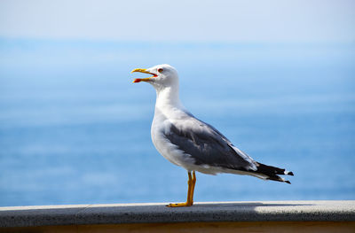 Seagull perching on retaining wall against clear sky