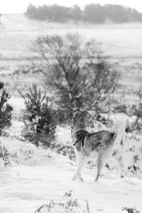 Dog on field during winter