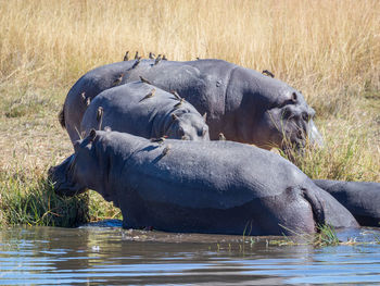 Three hippotamus at riverbank of kwai river, moremi game reserve, botswana, africa