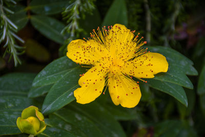 Close-up of yellow flowering plant