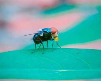 Close-up of fly