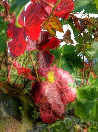 Close-up of leaves on tree