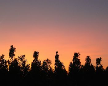 Silhouette trees in forest against sky at sunset