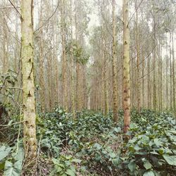 View of trees in forest