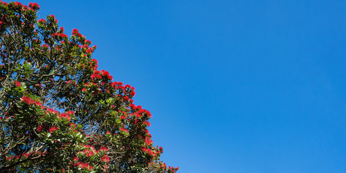 Low angle view of flowering plants against clear blue sky