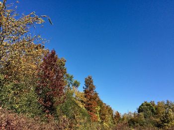 Low angle view of trees against clear blue sky