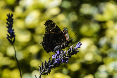 Close-up of butterfly pollinating on flower