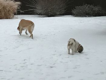 Sheep on snow field