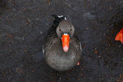 High angle view of bird