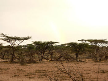 View of sand dunes in a desert