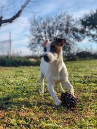 Dog looking away on field