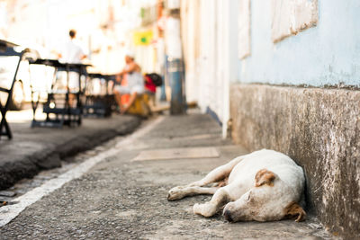 Dog sleeping on footpath