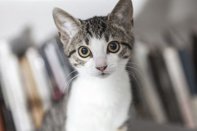 Close-up portrait of cat