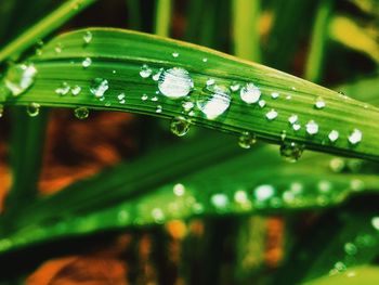 Close-up of water drops on leaf