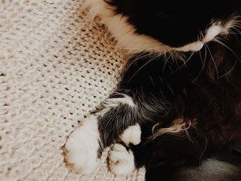 Close-up of a dog sleeping